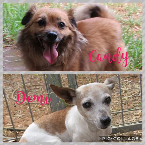 Candy & Demi *On Trial in their New Home*