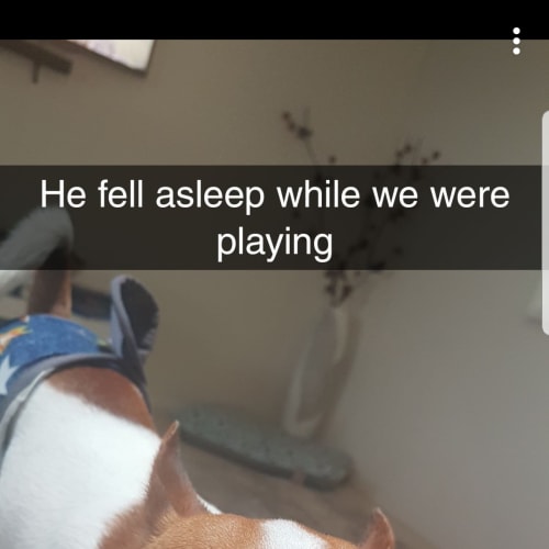 Percy ~ Jack Russell x (on trial 21/2/19)