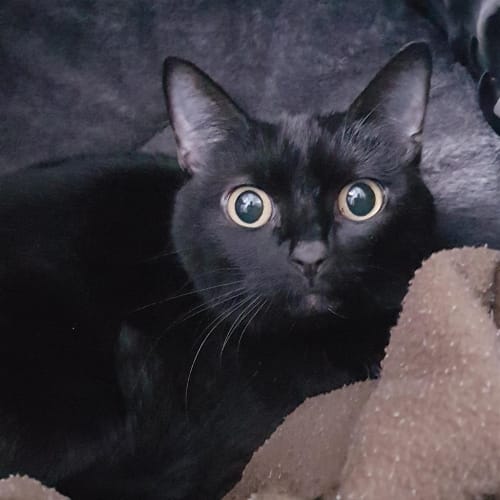 Ninja