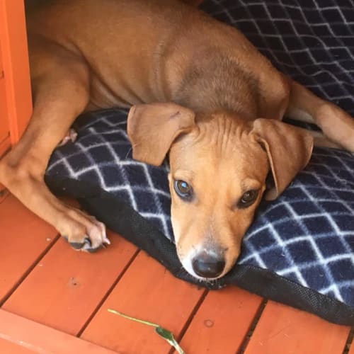 Venus *Adoption Pending*