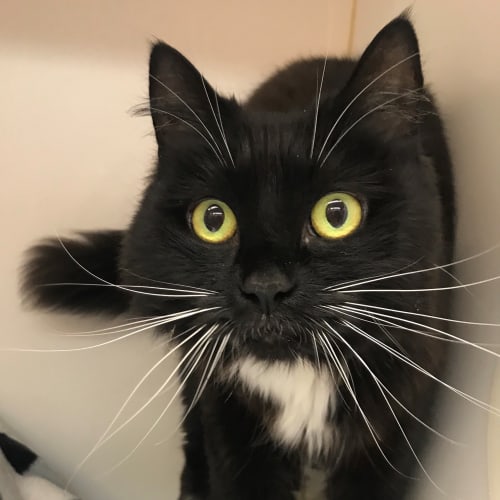 Maggie