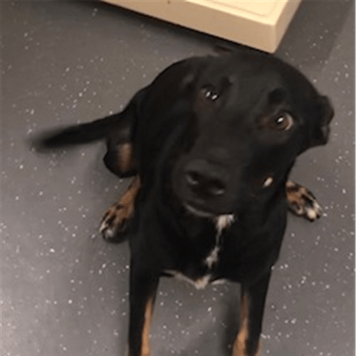 Nala