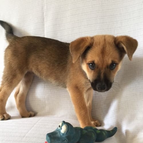 Rice *Adoption Pending*