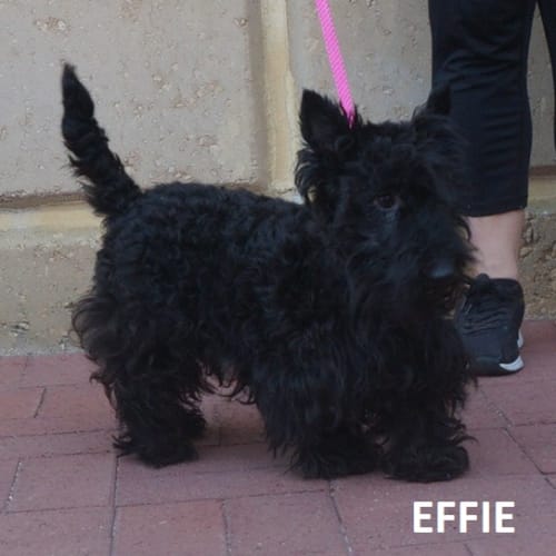 Effie