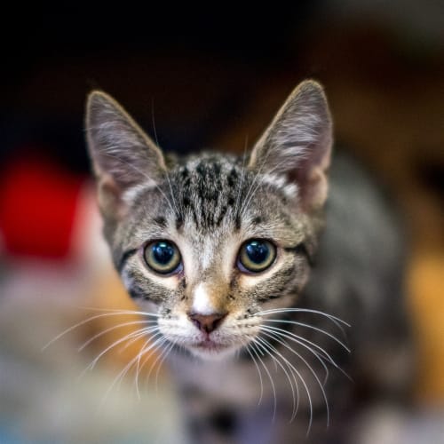 Pino