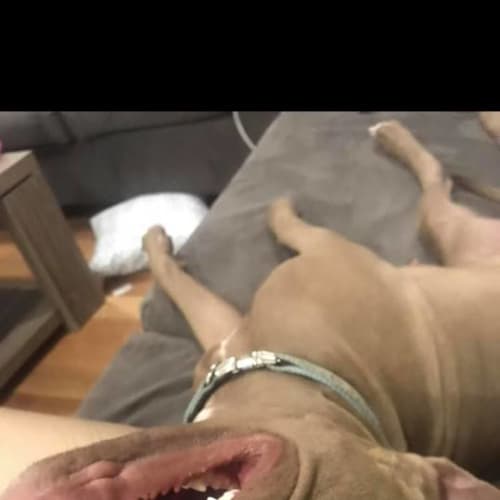 Stevie