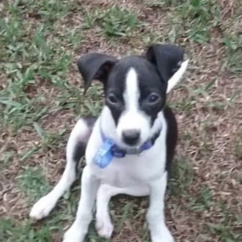 Finn ~ Foxie x (on trial 27/2/2019)