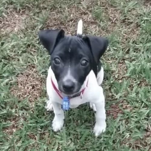 Cash ~ Foxie X puppy (on trial 27/2/2019)