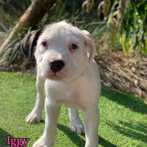 Iggy