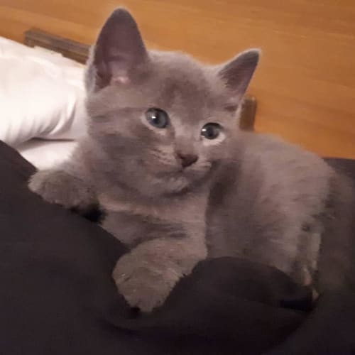 Ted