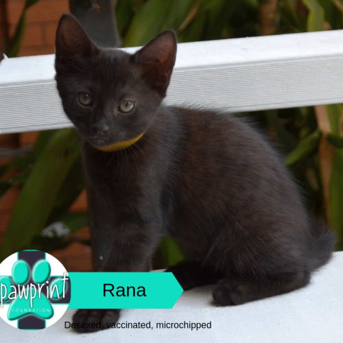 Rana