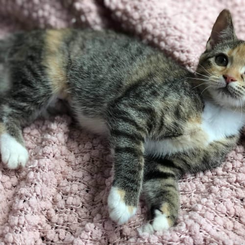 Chloe 😻 adopt me!