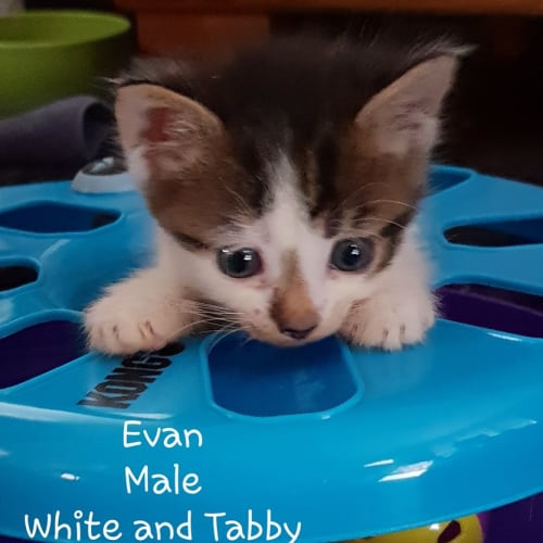 Evan