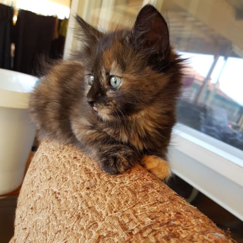 Eleanor Rigby the dark tortie beatle kitten!