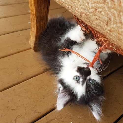 Hey Jude the cheeky black & white beatles kitten! 