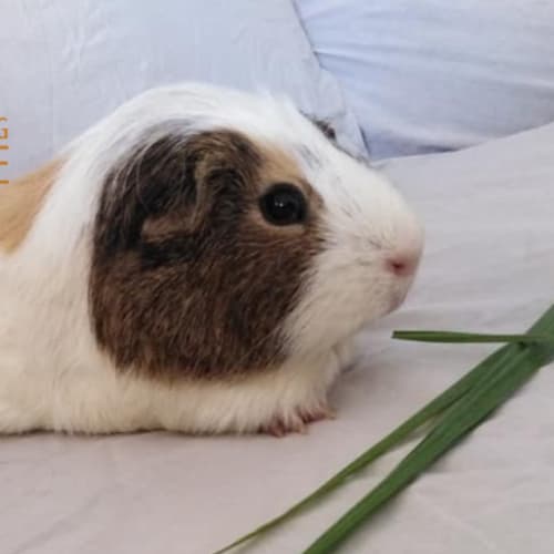 Frankie (desexed male)