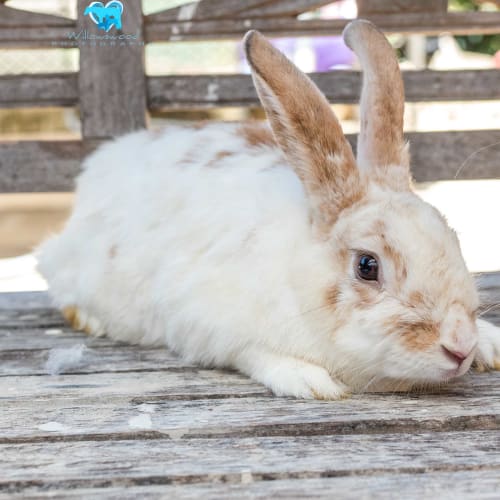 Harley 🥕🥕