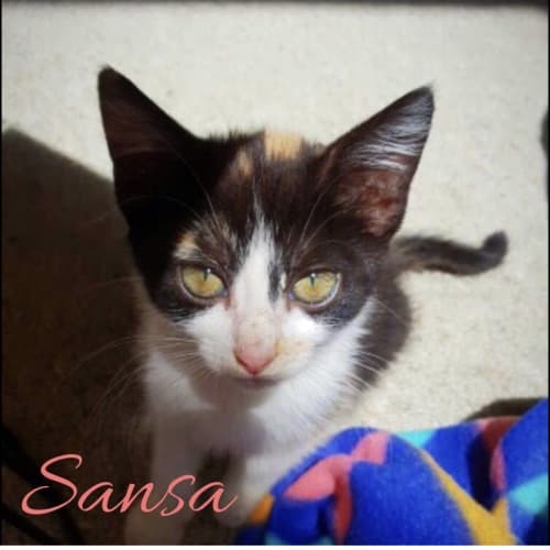 Sansa