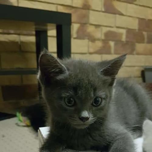 Orca (black and white) and Echo ( grey ) 