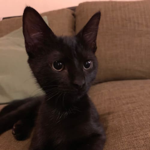 Bagheera 