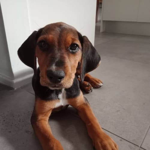 Amy ~ Foxhound X Kelpie (on trial 24/2/19)