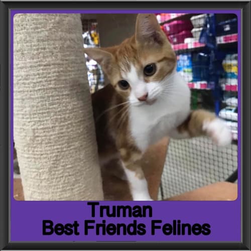 Truman 
