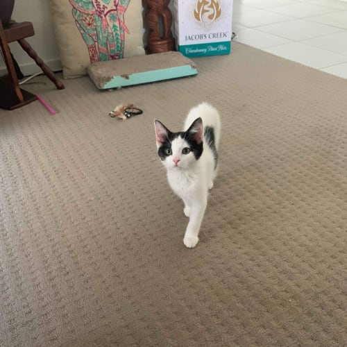 Porscha