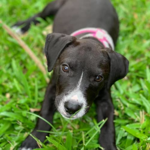 Ash  **Adoption Pending**