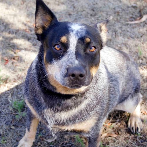 Stella ~ Cattle Dog (on trial 10/4/19)