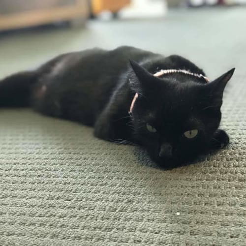 Luna