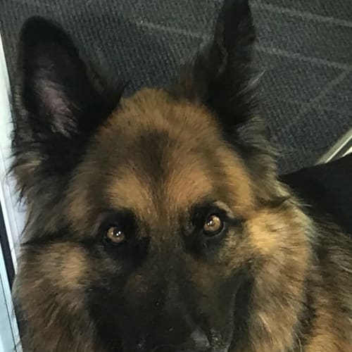 Tiger - Meet and Greet organised