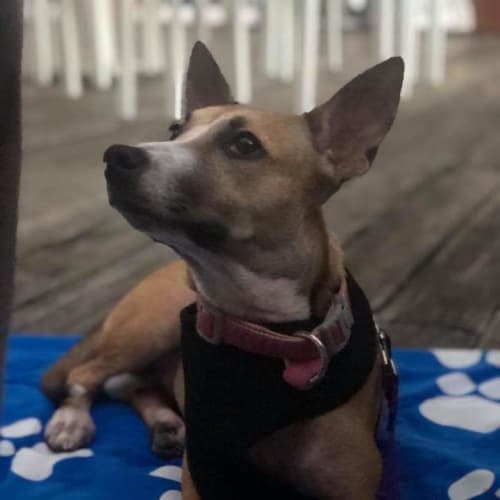 Trixie