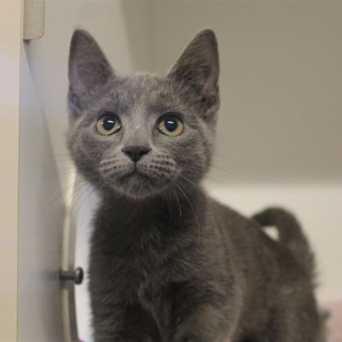 Marmalade