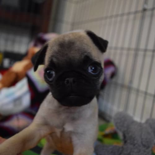 Hamm *Adoption Pending*