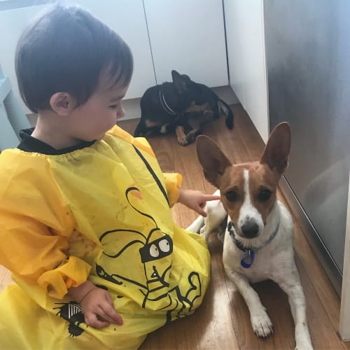 Harry ~ 1 year old Foxy x (on trial 25/2/2019)