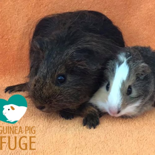 Sophia and Freya (indoor home only)