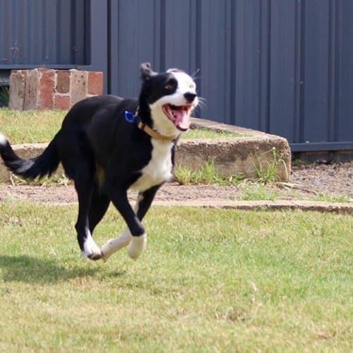 Ellie ~ Border Collie x (on trial 23/2/19)