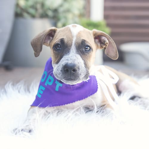 Ziggy ~ Mastiff X puppy (on trial 24/2/19)