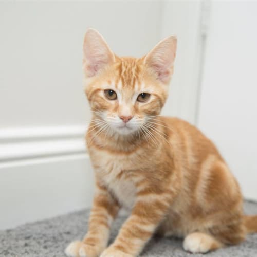 Milo