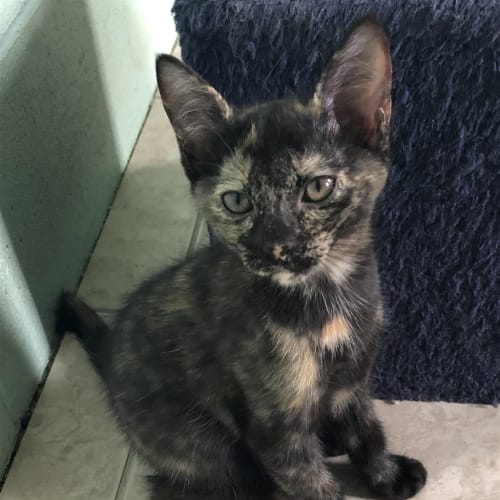 Zoe