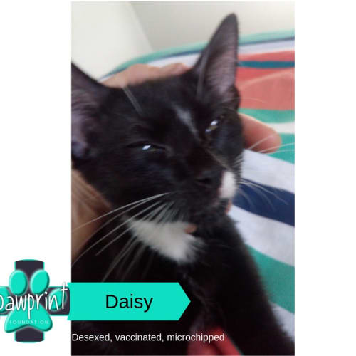 Daisy