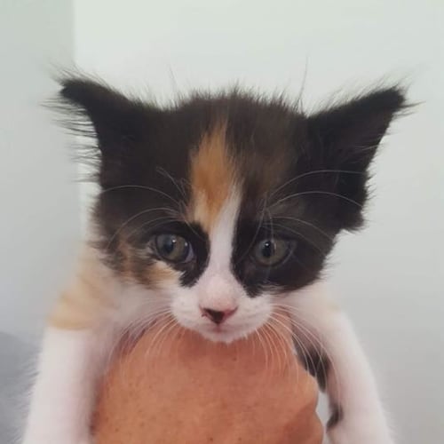 Narla
