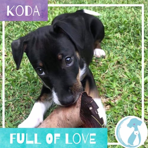 Koda