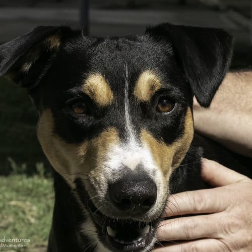 Rocko ~ 2 year old Kelpie x (on trial 27/3/19)