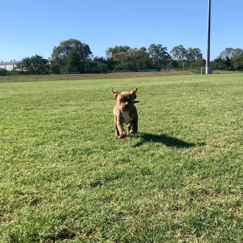 Harlow 