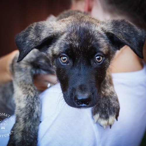 Yoda