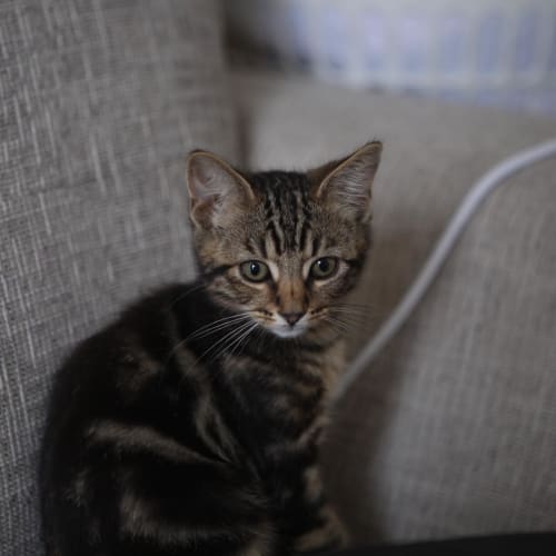 Whiskey