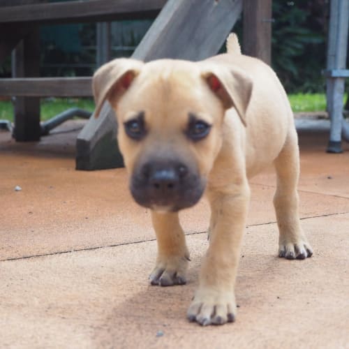 Tyson ~ happy Staffy X puppy (on trial 17/3/19)