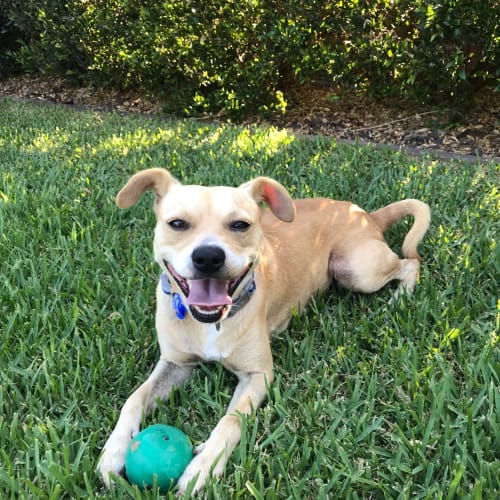 Bruno ~ Foxy X Staffy (on trial 17/3/2019)