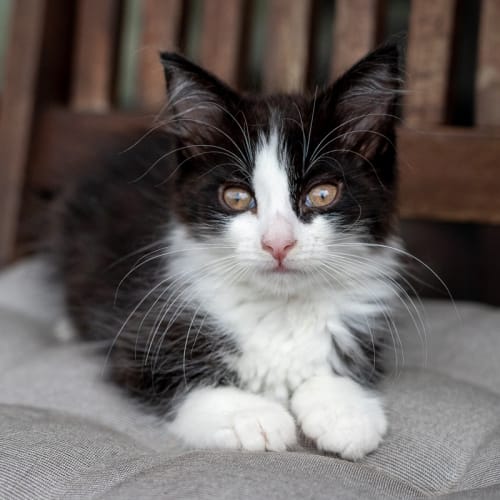 Domino
